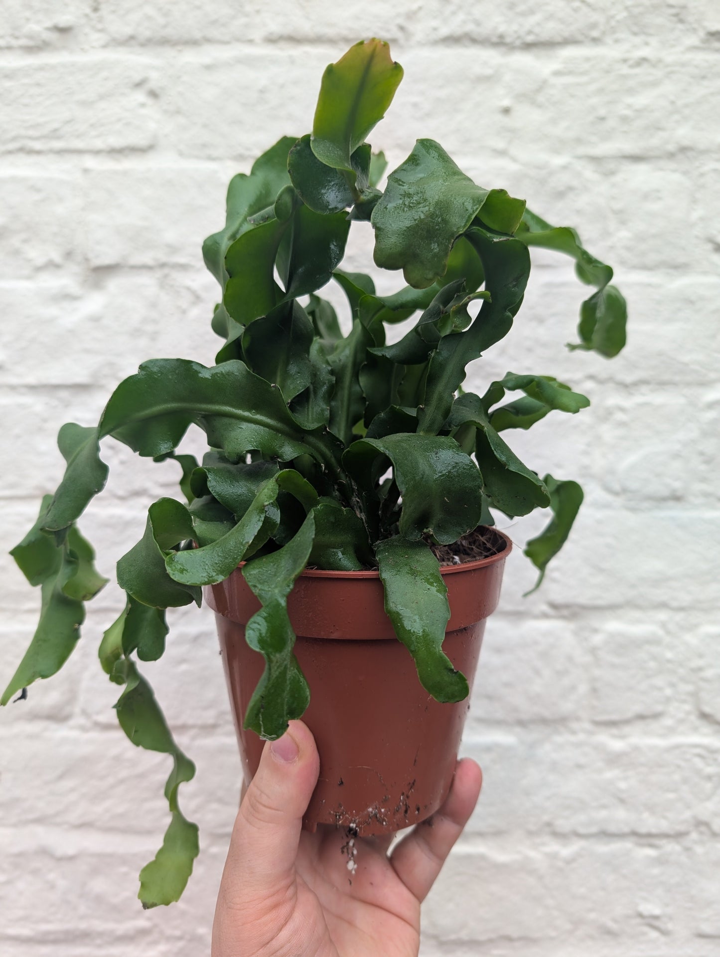 Epiphyllum gautem var. monstrosa (Curly Locks Cactus)