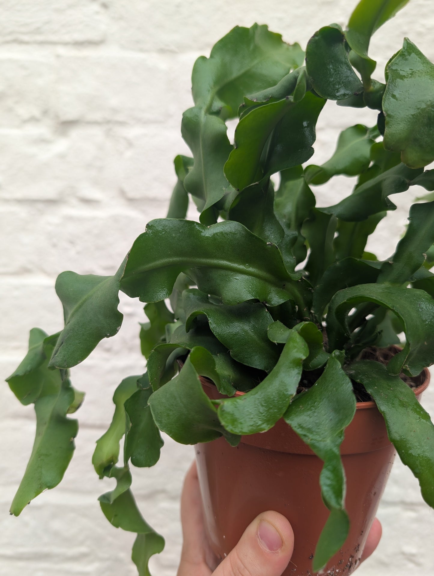 Epiphyllum gautem var. monstrosa (Curly Locks Cactus)