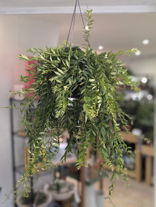 Aeschynanthus 'Japhrolepsis' (Lipstick plant)