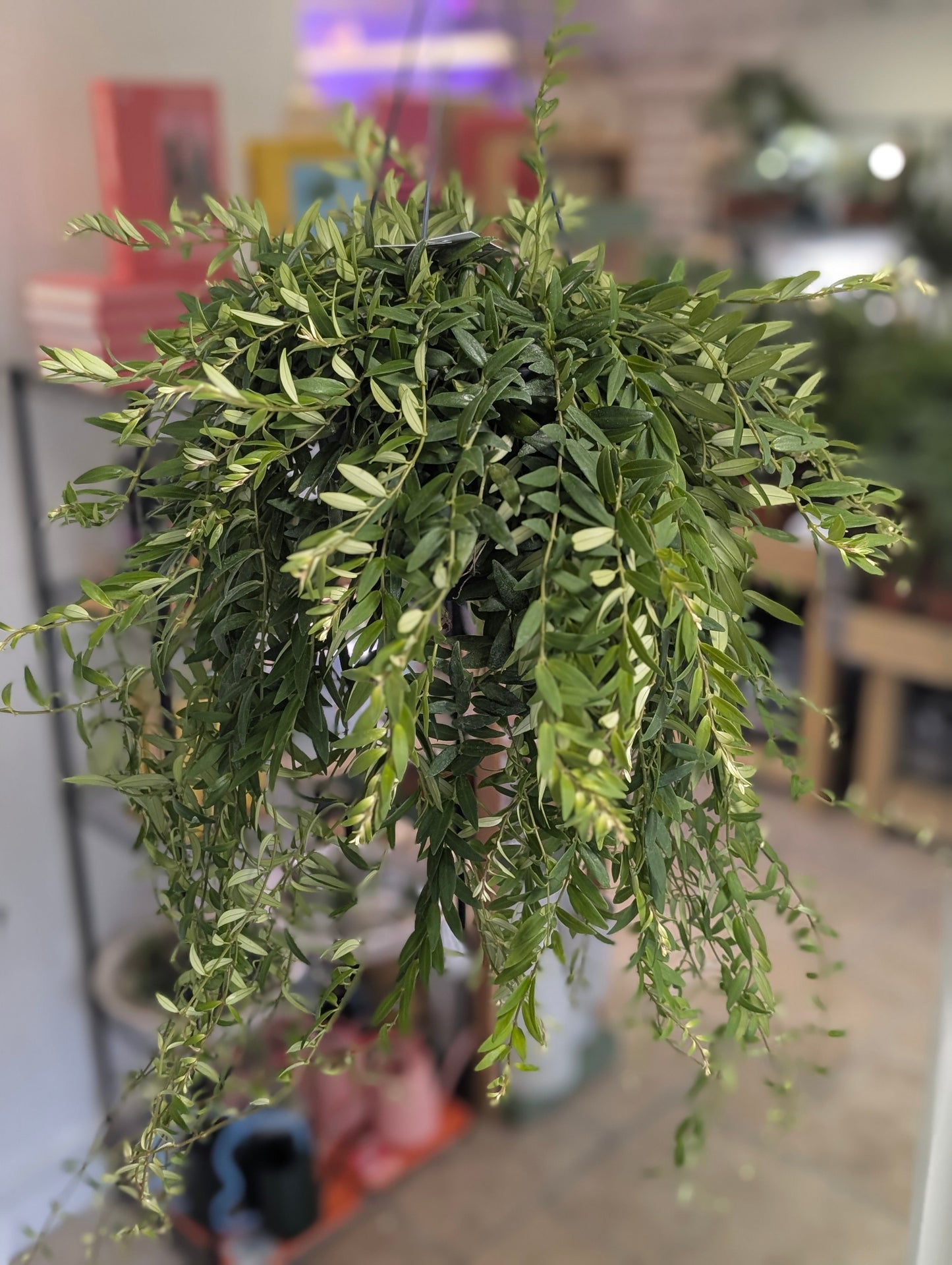 Aeschynanthus 'Japhrolepsis' (Lipstick plant)