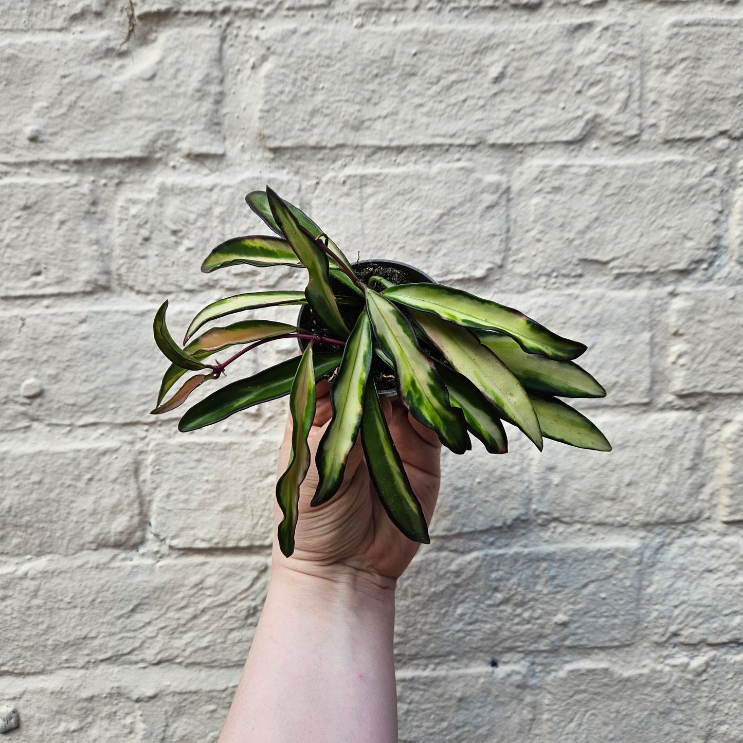 Hoya wayetti 'Tricolour'