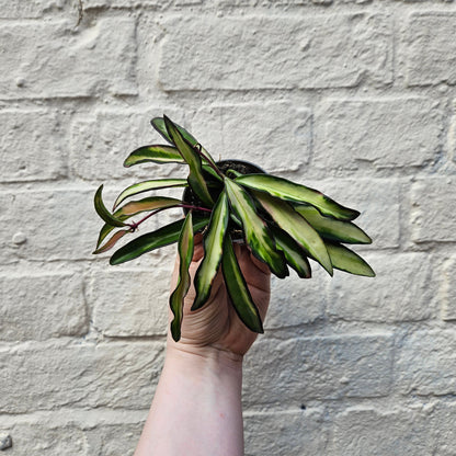 Hoya wayetti 'Tricolour'