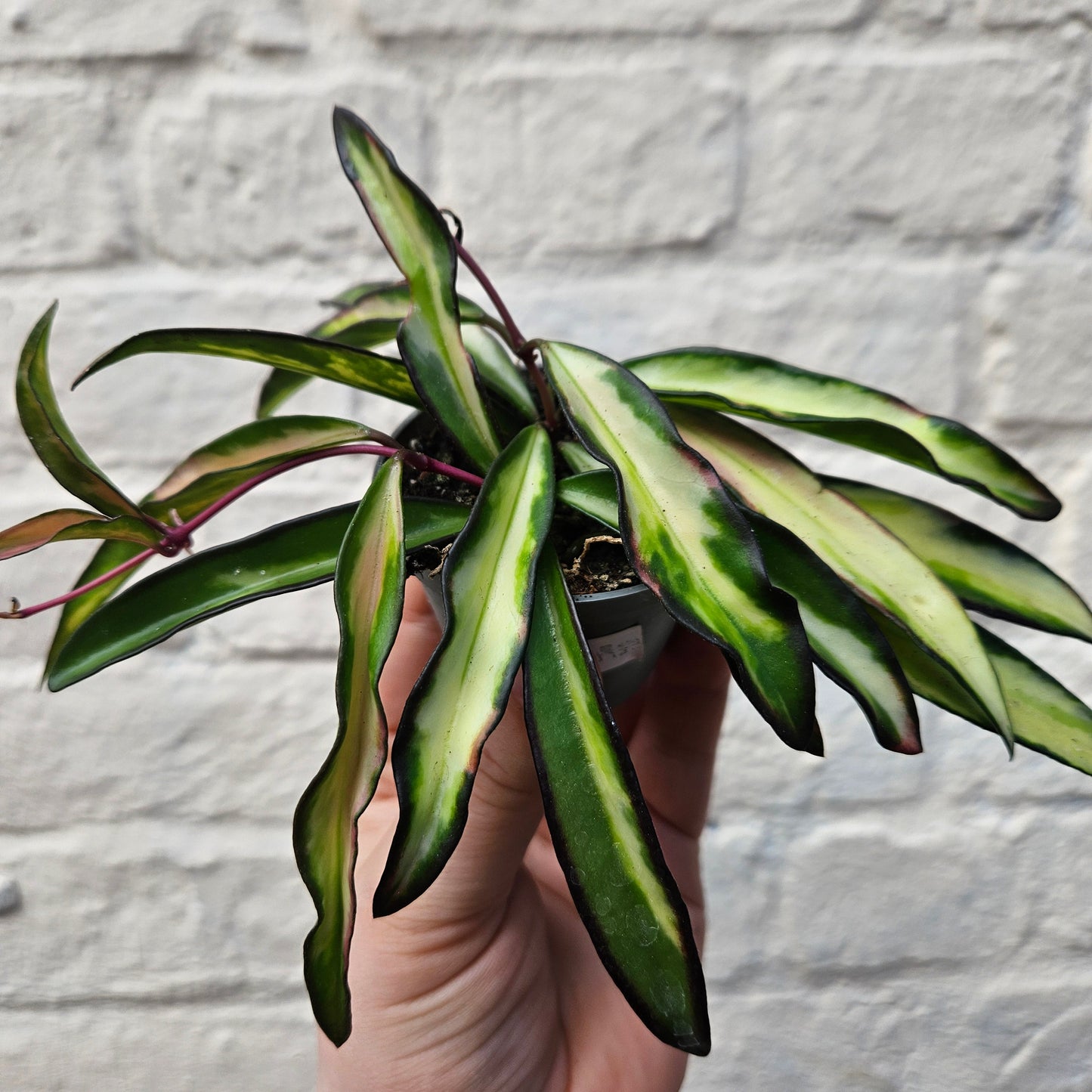 Hoya wayetti 'Tricolour'