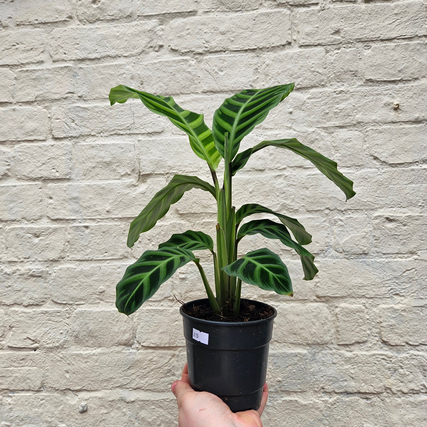 Calathea zebrina (Prayer Plant)