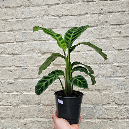 Calathea zebrina (Prayer Plant)