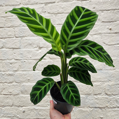 Calathea zebrina (Prayer Plant)