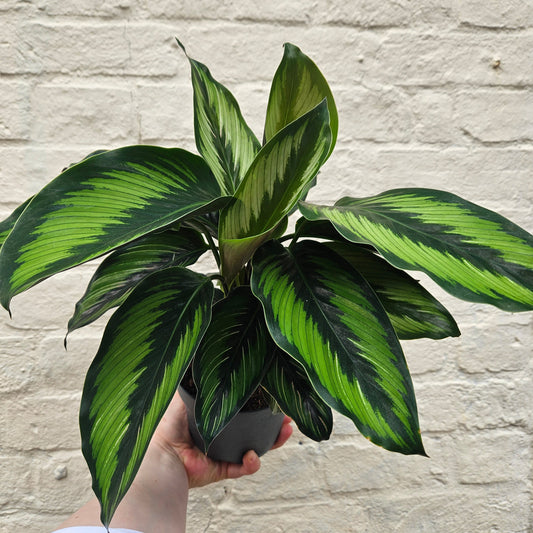 Calathea ornata 'Beauty Star' (Prayer Plant)
