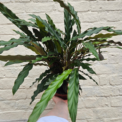 Calathea rufibarba (Velvet Calathea)