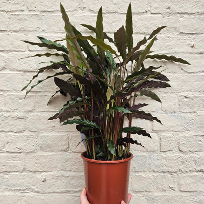 Calathea rufibarba (Velvet Calathea)