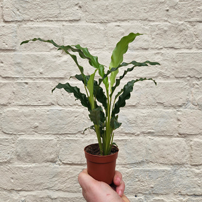 Calathea rufibarba (Velvet Calathea)
