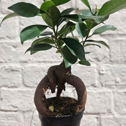 Ficus microcarpa 'Ginseng'