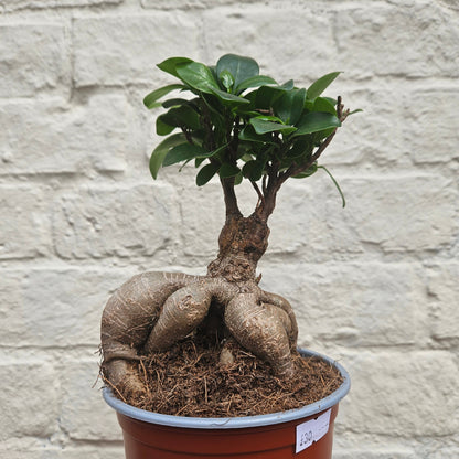 Ficus microcarpa 'Ginseng'