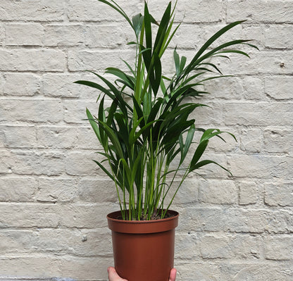 Dypsis lutescens (Areca Palm)