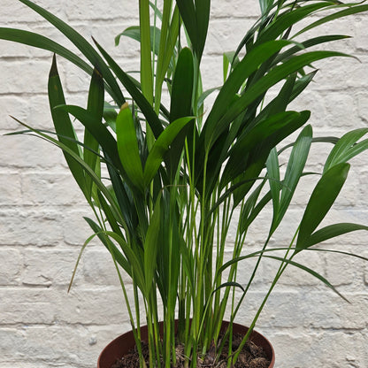 Dypsis lutescens (Areca Palm)