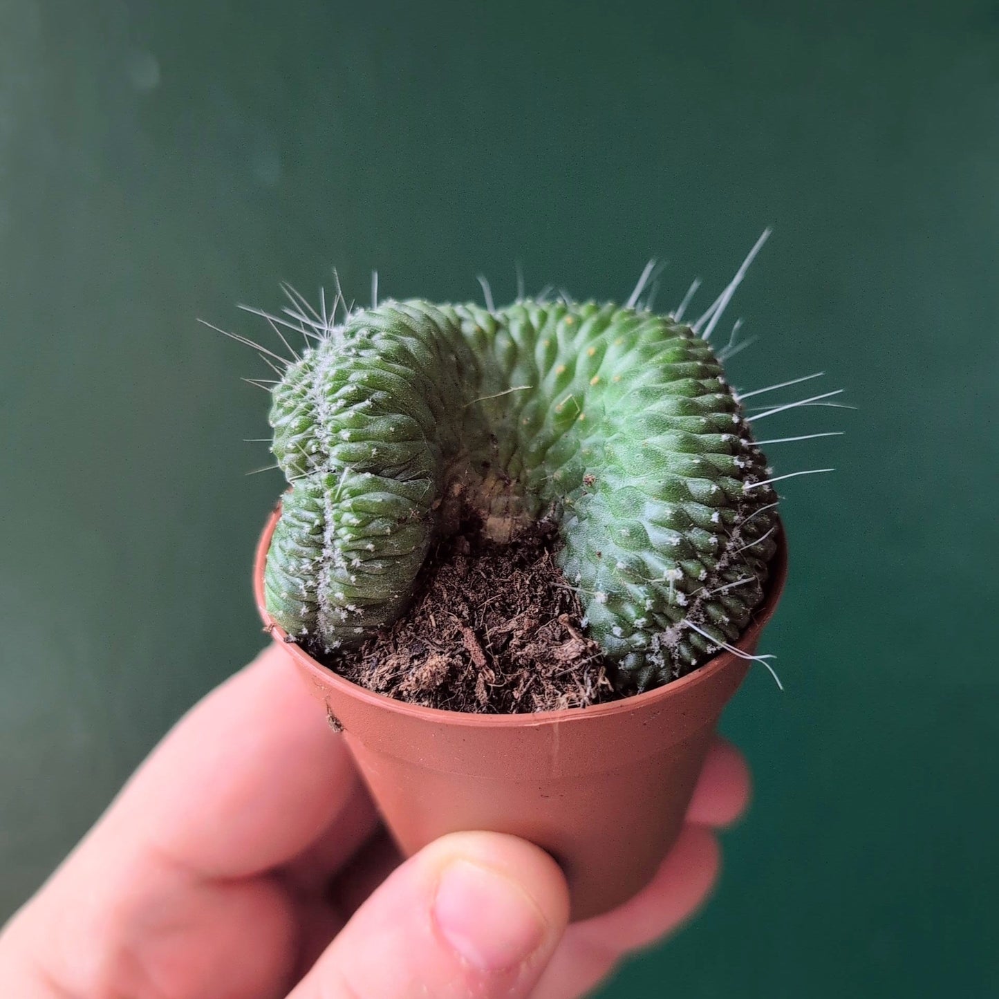 Mammillaria spinosissima 'Un Pico Cristata' (Crested Cactus)
