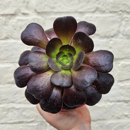 Aeonium arboreum (Houseleek Tree)