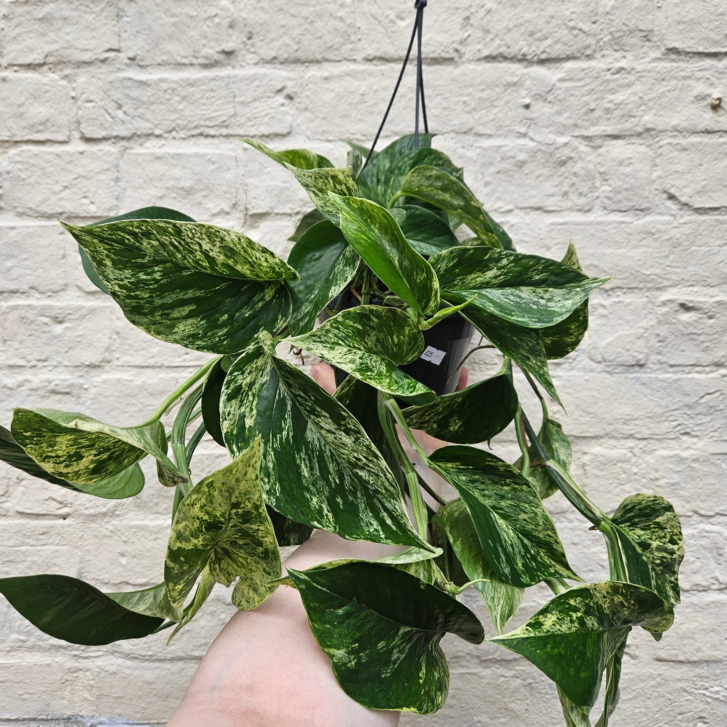 Epipremnum pinnatum 'Marble Queen' (Pothos)