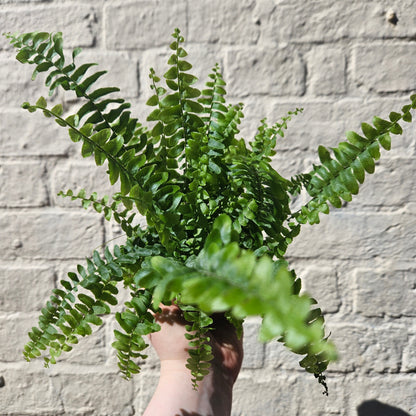 Nephrolepis Exaltata (Boston Fern)