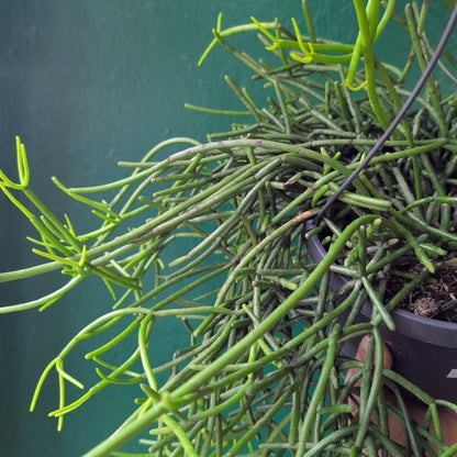 Rhipsalis heteroclada (Asymmetrical Mistletoe Cactus)