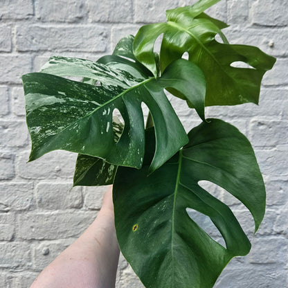 Monstera deliciosa 'Variegata' (Variegated Cheese Plant)