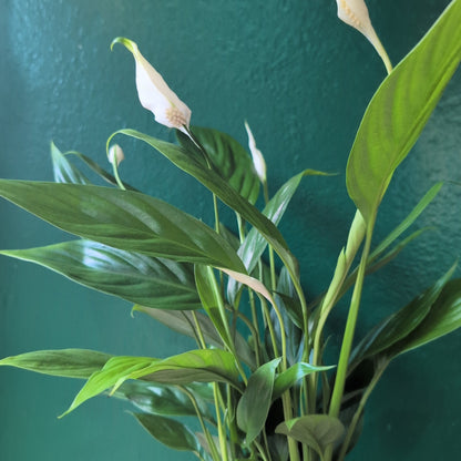 Spathiphyllum 'Alana' (Peace Lily)
