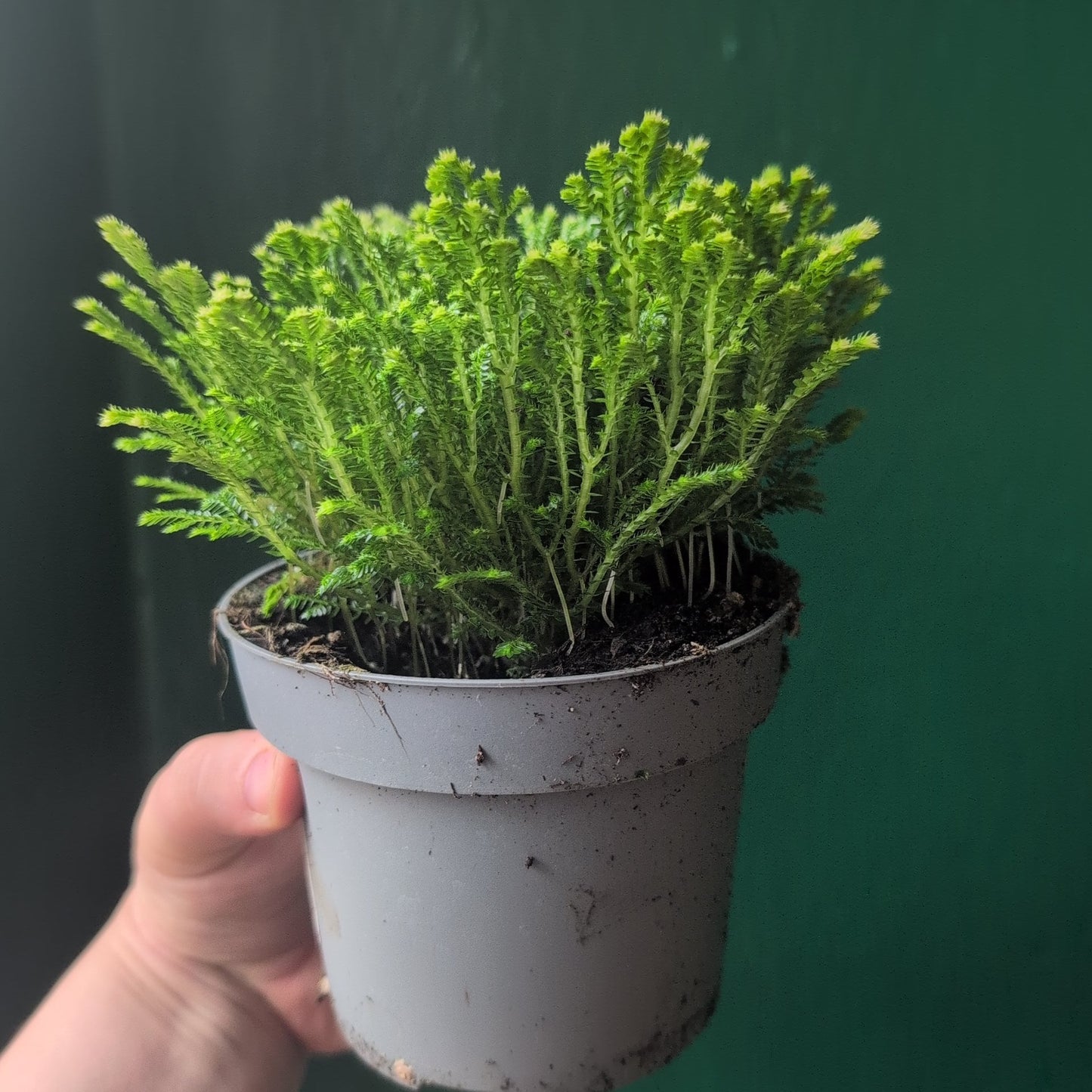 Selaginella martensii 'Jori' (Creeping Moss)