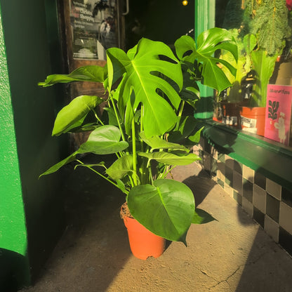 Monstera deliciosa (Swiss Cheese Plant)