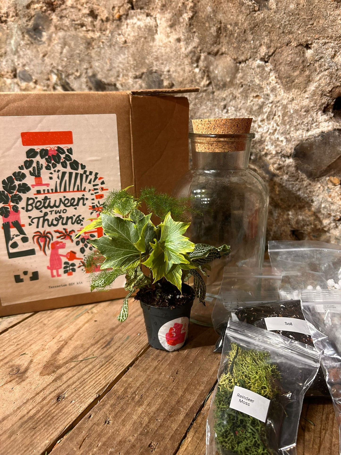 DIY Closed Terrarium Kit - Two Sizes!