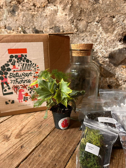 DIY Closed Terrarium Kit - Two Sizes!