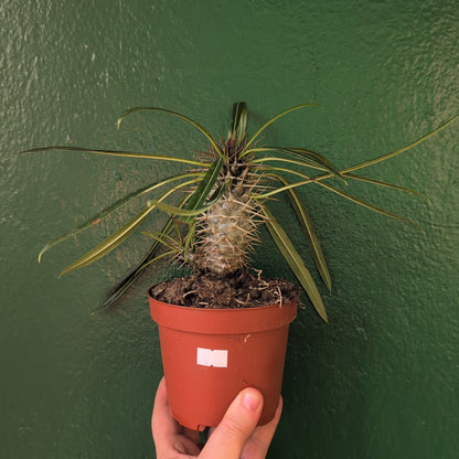 Pachypodium lamerei (Madagascar Palm)