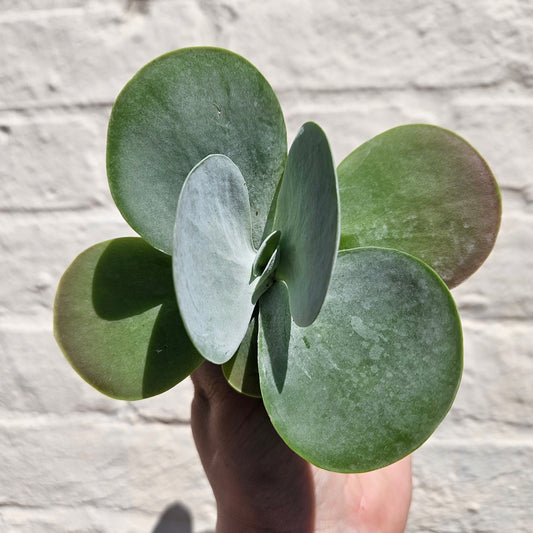 Kalanchoe thyrsiflora 'Flapjacks'