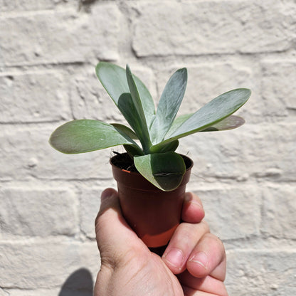 Kalanchoe thyrsiflora 'Flapjacks'