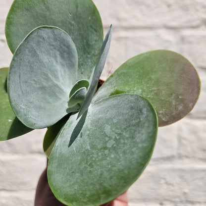 Kalanchoe thyrsiflora 'Flapjacks'