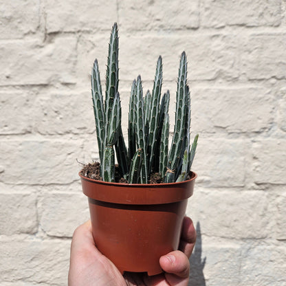 Senecio stapeliiformis (Candlestick Plant)