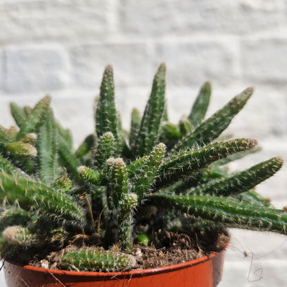 Rhipsalis baccifera 'Horrida' (Mouse Tail Cactus)