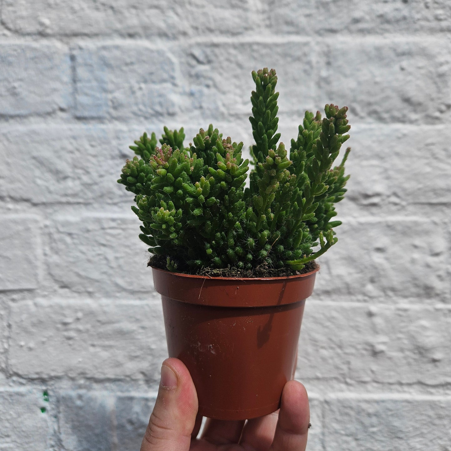 Rhipsalis mesembryanthemoides (Clumpy Mistletoe Cactus)