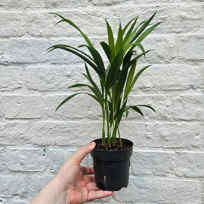 Dypsis lutescens (Areca Palm)