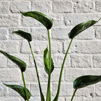 Alocasia 'Tiny Dancers'