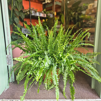 Nephrolepis Exaltata (Boston Fern)