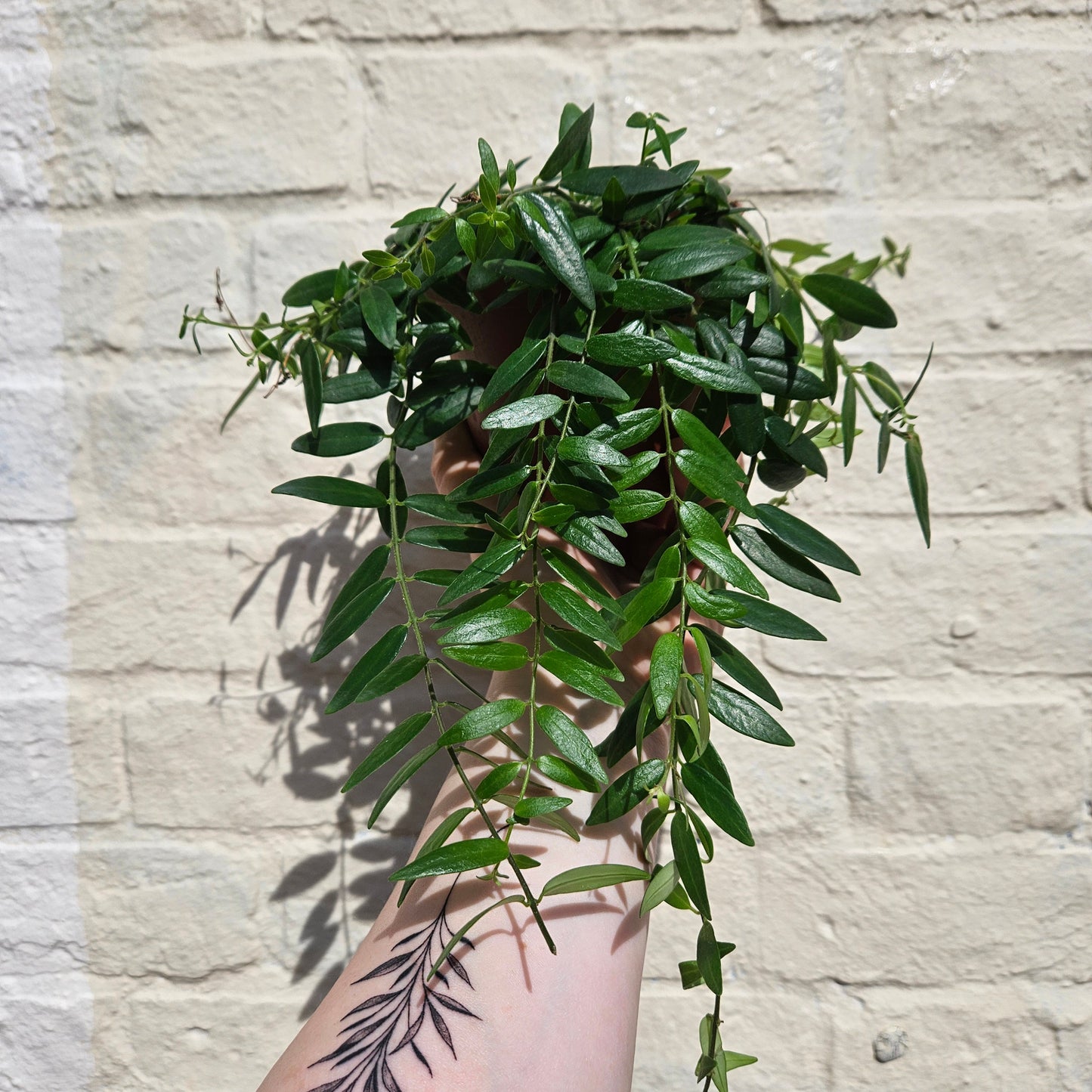 Aeschynanthus 'Japhrolepsis' (Lipstick plant)