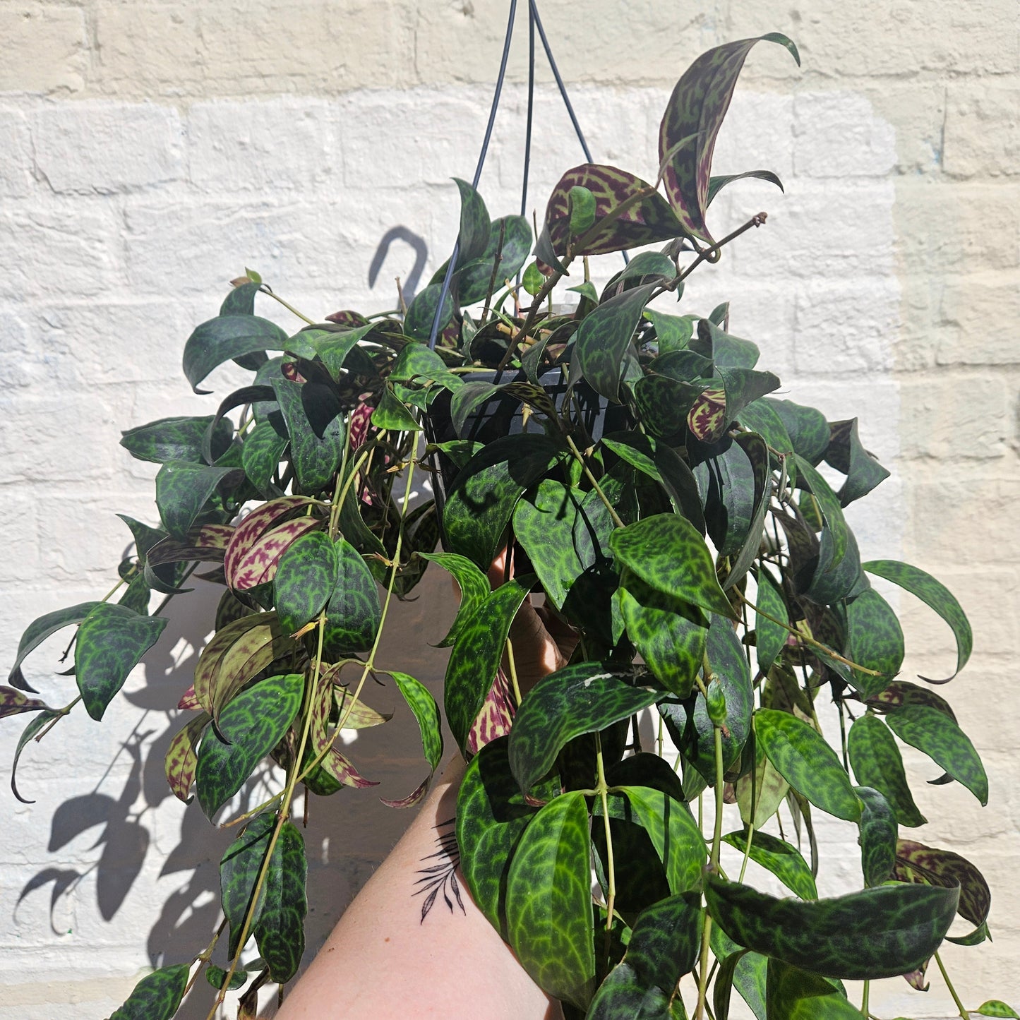 Aeschynanthus marmoratus (Lipstick plant)
