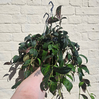 Aeschynanthus marmoratus (Lipstick plant)