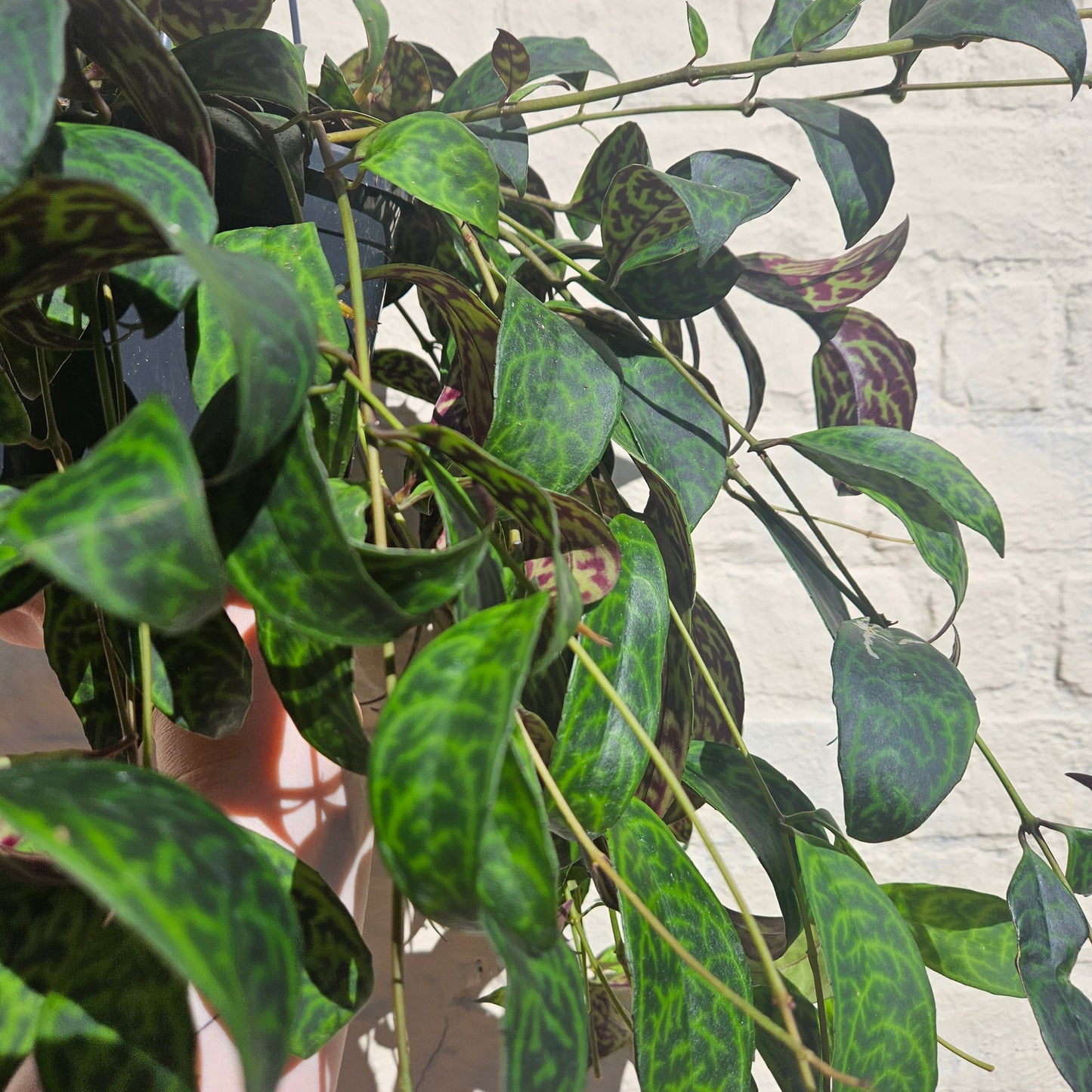 Aeschynanthus marmoratus (Lipstick plant)