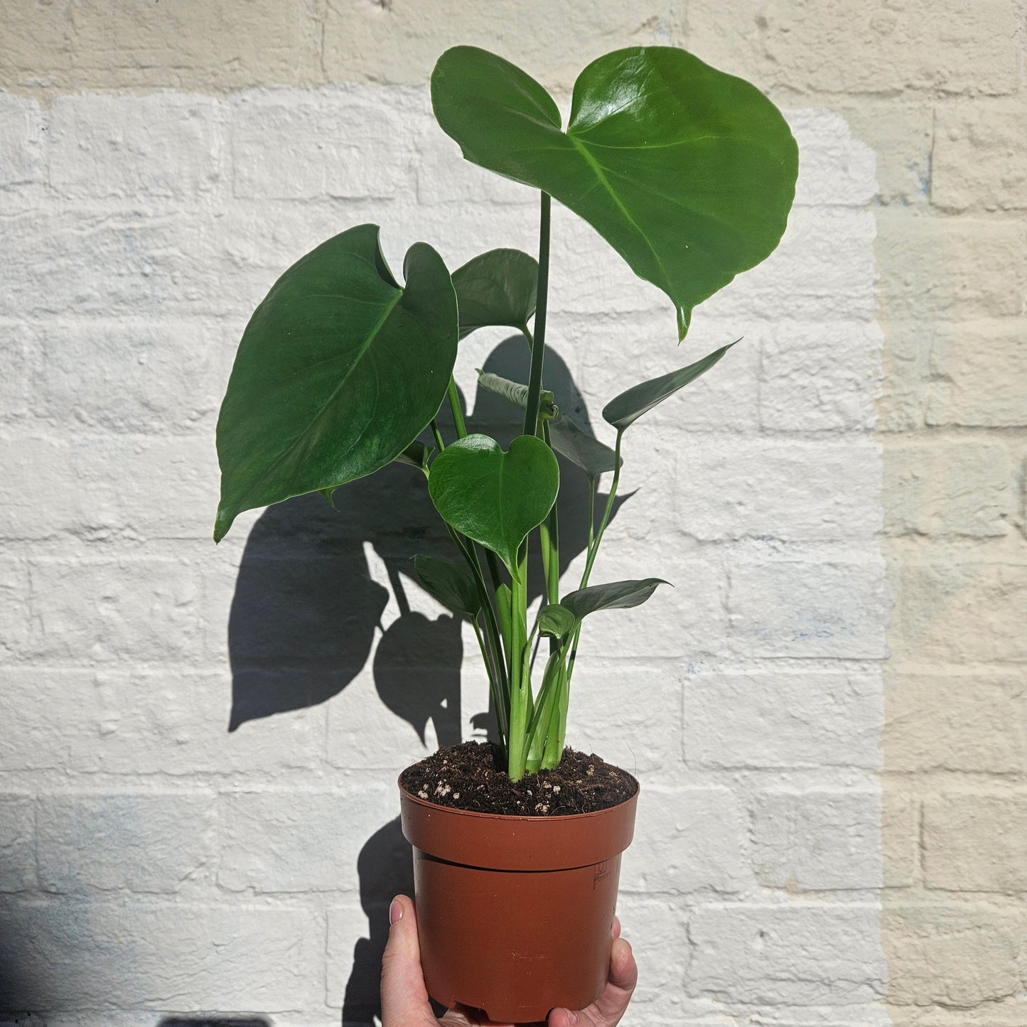 Monstera deliciosa 'Tauerii' (Dwarf Cheese Plant)