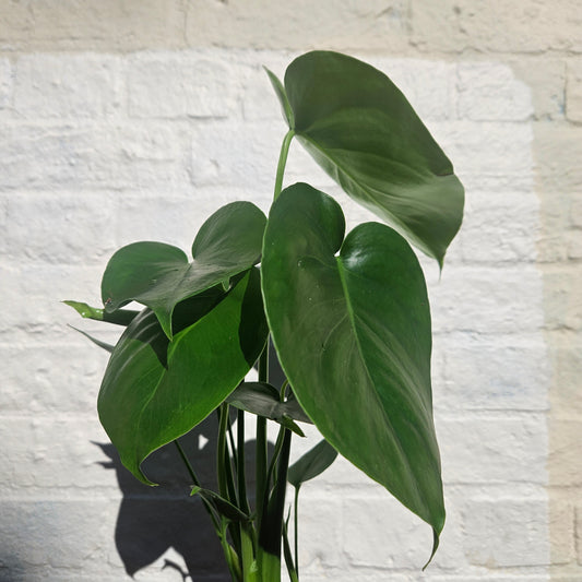 Monstera deliciosa 'Tauerii' (Dwarf Cheese Plant)