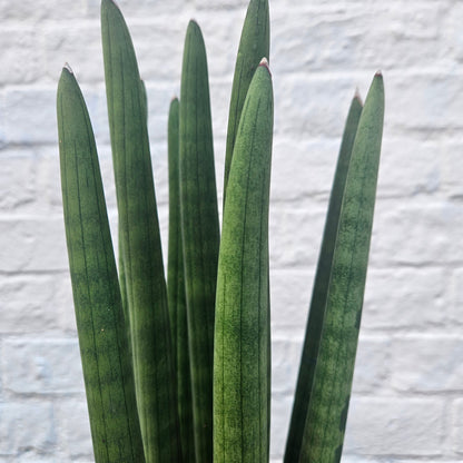 Sansevieria bacularis 'Mikado' (Snake Plant)