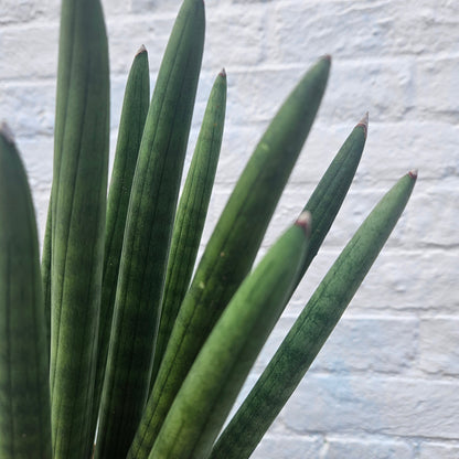 Sansevieria bacularis 'Mikado' (Snake Plant)