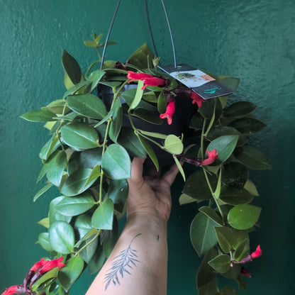 Aeschynanthus 'flearly Mona Lisa' (Lipstick Plant)