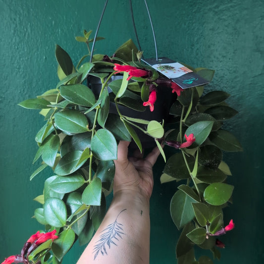 Aeschynanthus 'flearly Mona Lisa' (Lipstick Plant)