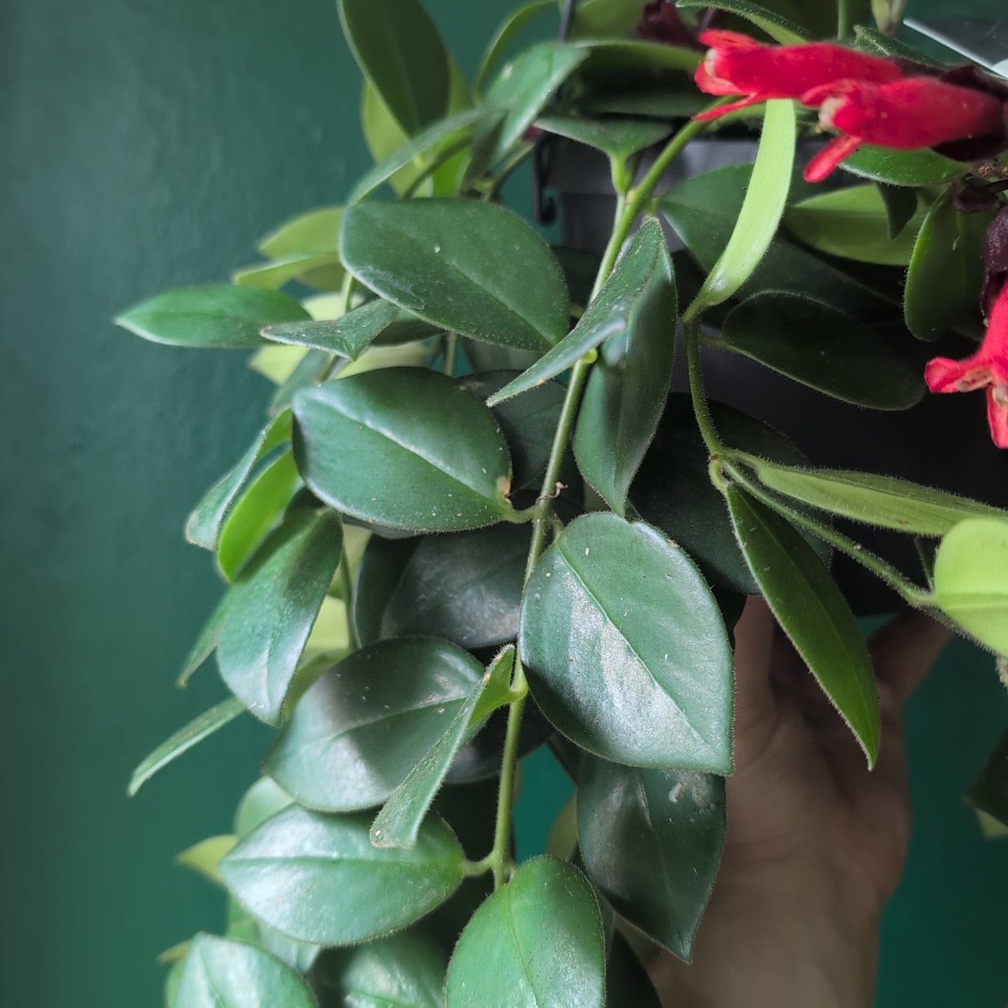 Aeschynanthus 'flearly Mona Lisa' (Lipstick Plant)